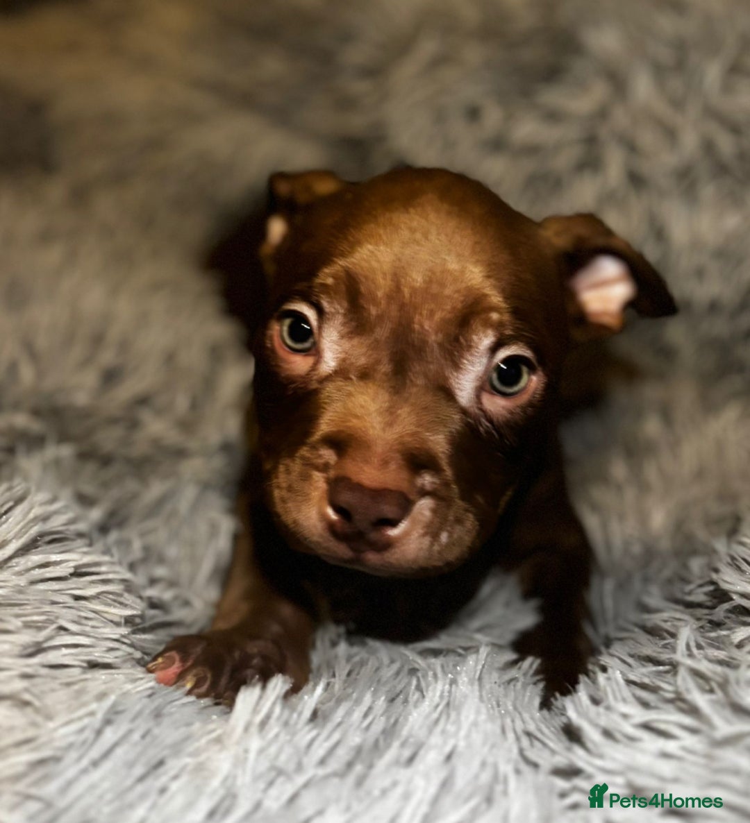 American Bully dogs for sale: pocket bully pups looking for there forever home  - Image 1