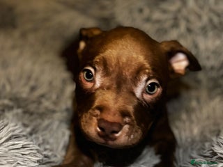 American Bully dogs - Advert 12