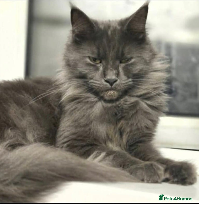 Maine Coon cats Mainecoon Kittens - Advert 1
