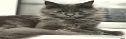 Maine Coon cats for sale: Mainecoon Kittens - Advert 1