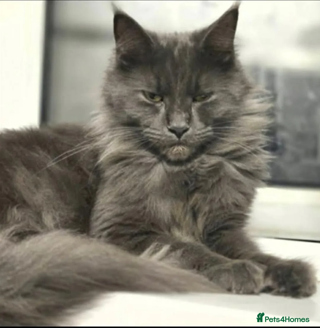 Maine Coon cats for sale: Mainecoon Kittens - Advert 1