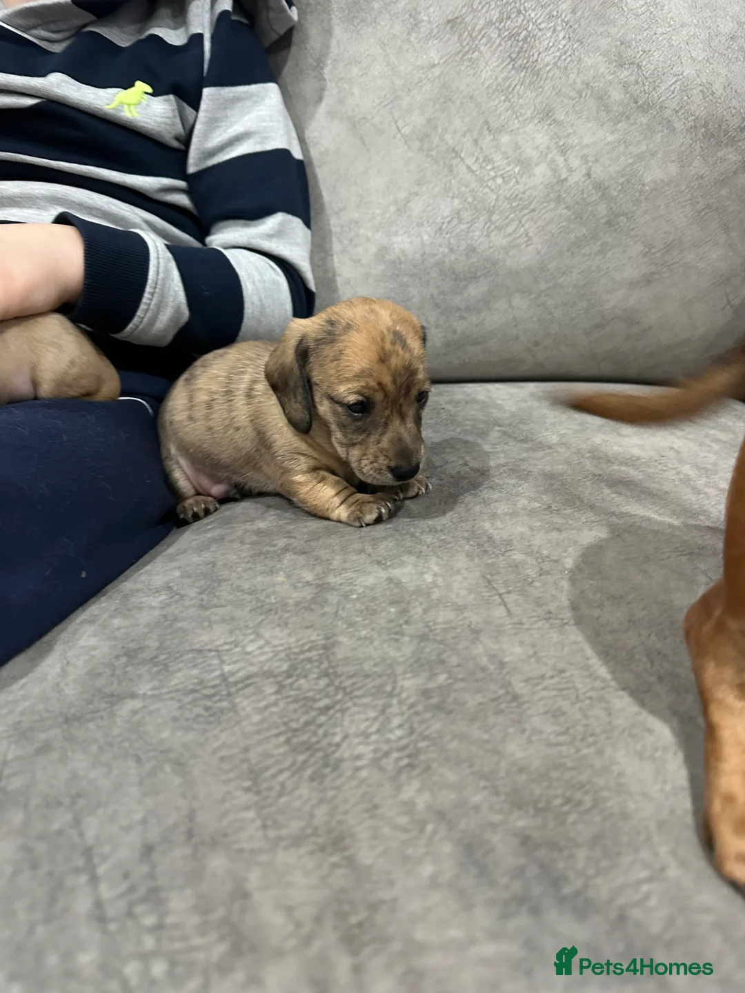 Miniature Dachshund dogs for sale: Miniatures dachshunds - Advert 12