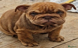 English Bulldog dogs for sale: ADORABLE ENGLISH BULLDOG PUPPYS  - Image 7