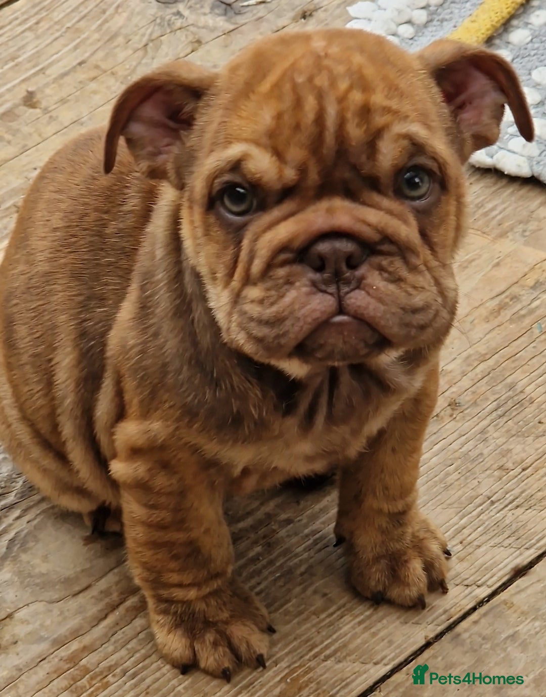 English Bulldog dogs for sale: ADORABLE ENGLISH BULLDOG PUPPYS  - Image 7