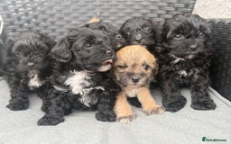 Yorkshire Terrier dogs for sale: Yorkies  - Image 30