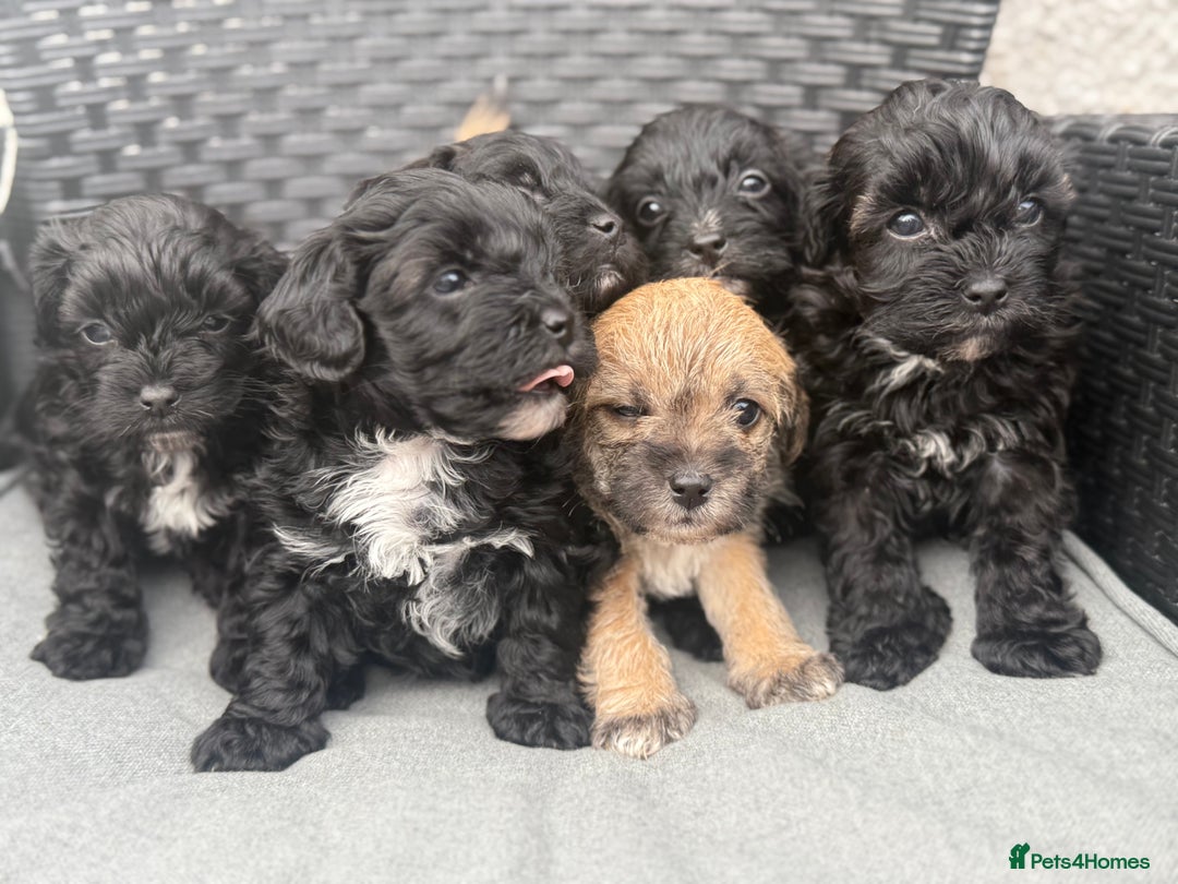 Yorkshire Terrier dogs for sale: Yorkies  - Image 30