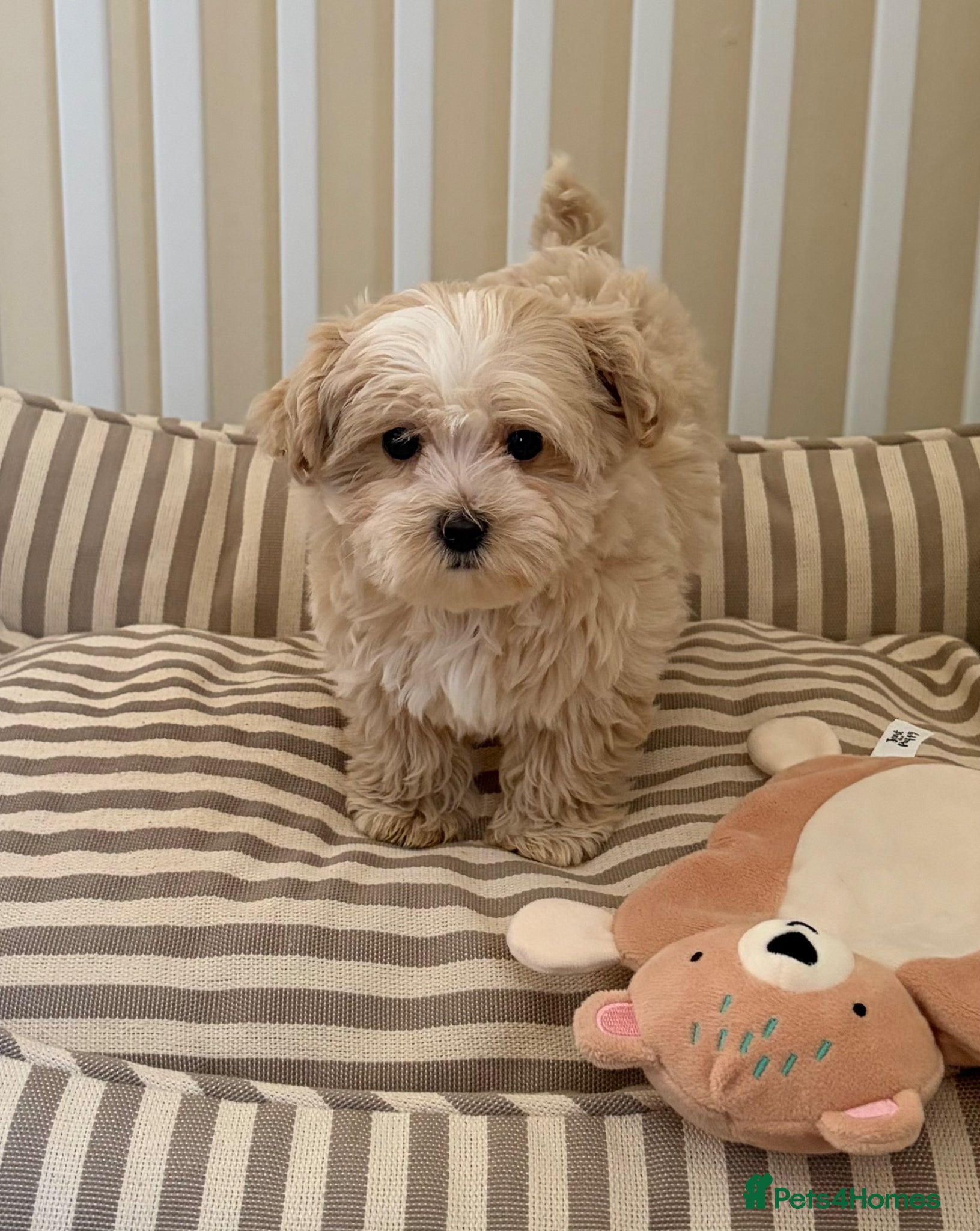 Maltipoo dogs 5🌟Korean maltipoo puppies health tested - Advert 2