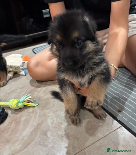 German Shepherd dogs German shepherd puppies available - Advert 1