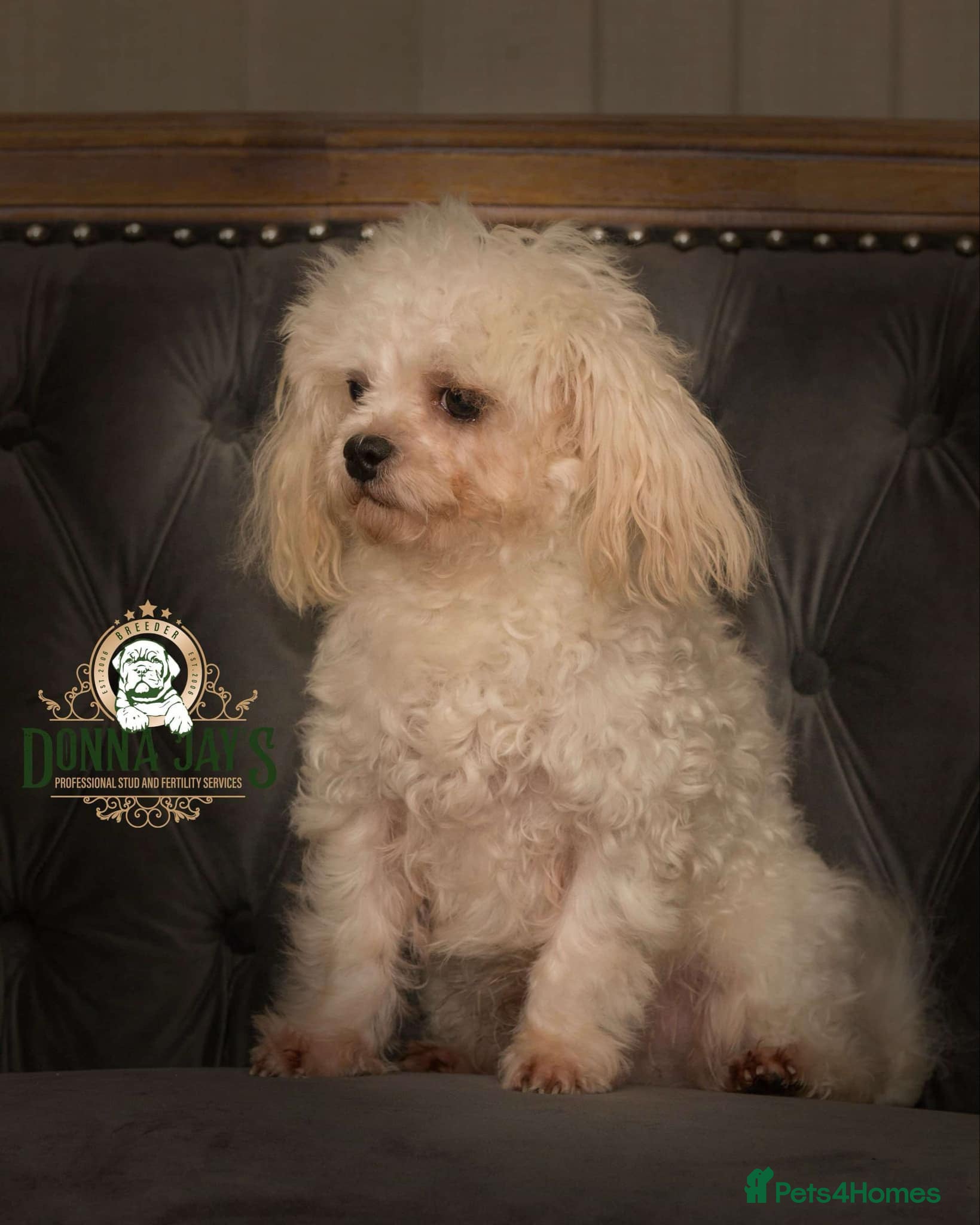 Maltese dogs DONNAJAYS Maltese STUD European laboratory tested  in Stafford - Advert 11