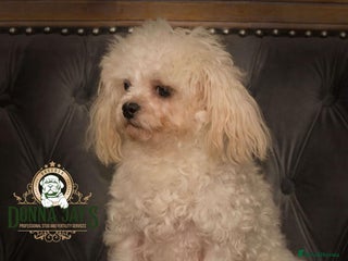 Maltese dogs in Stafford - Advert 2