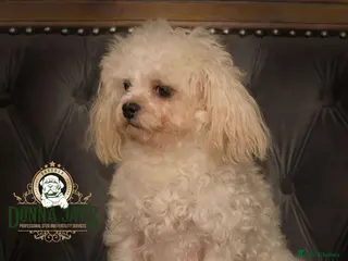 Maltese dogs DONNAJAYS Maltese STUD European laboratory tested in Stafford - Advert 4