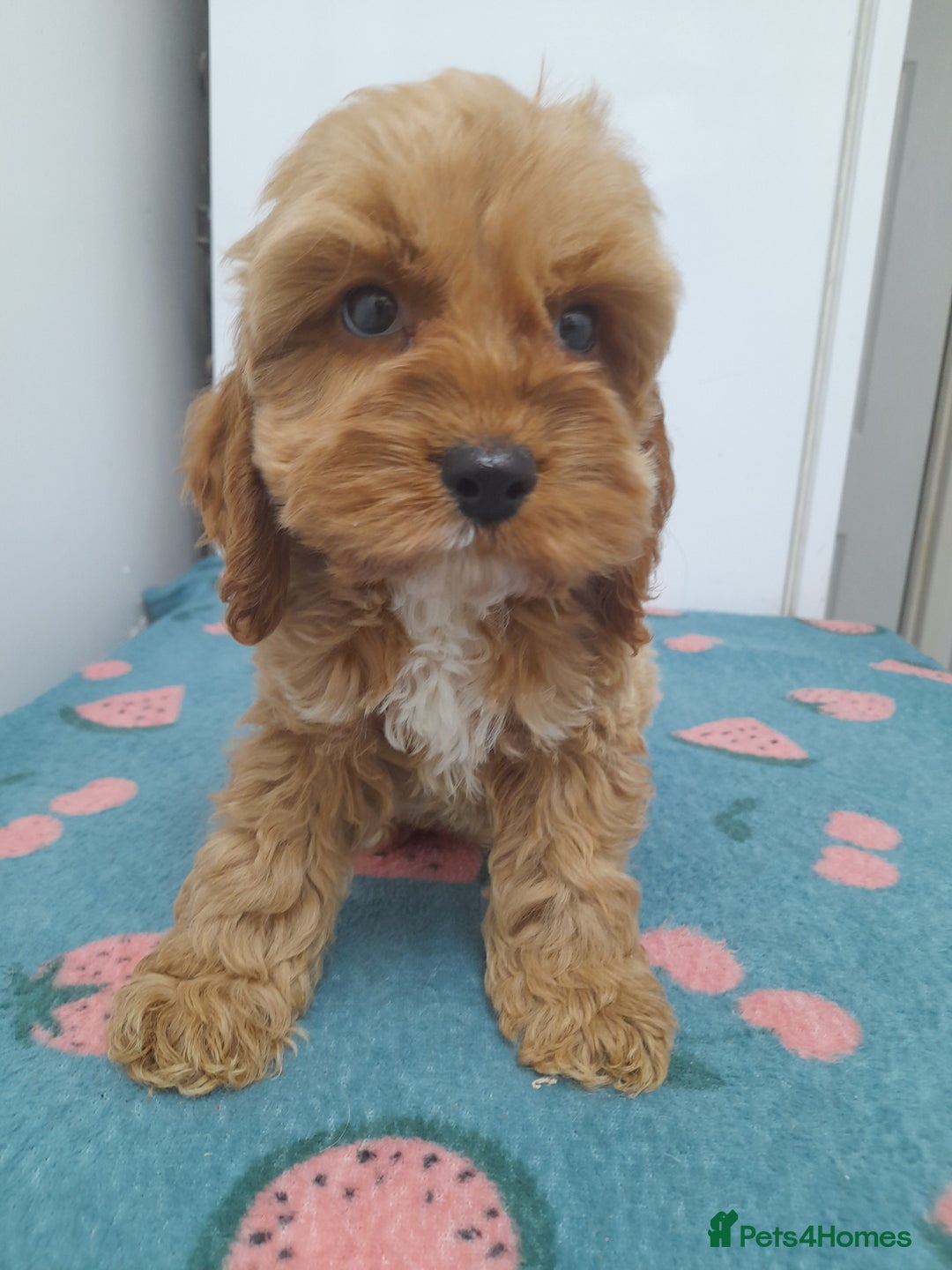 Cockapoo dogs for sale: Beautiful cockapoo puppies ready now - Advert 16