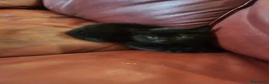 Mixed Breed Kitten 2