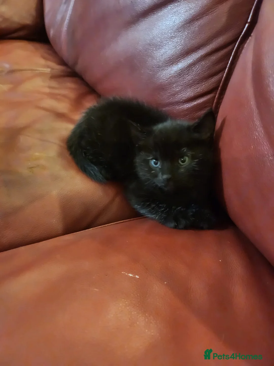 Mixed Breed cats for sale: Lovely 2 little ones  in Colchester - Advert 36
