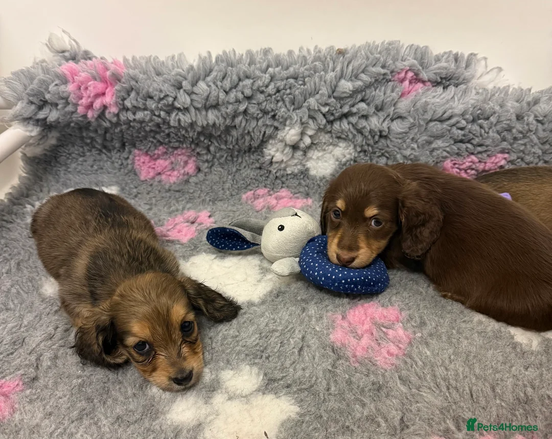 Miniature Dachshund dogs for sale: Miniature long haired Dachshund puppies Kc reg  - Advert 13