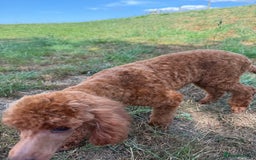 Toy Poodle dogs for sale: Toy Poodle male  - Image 3