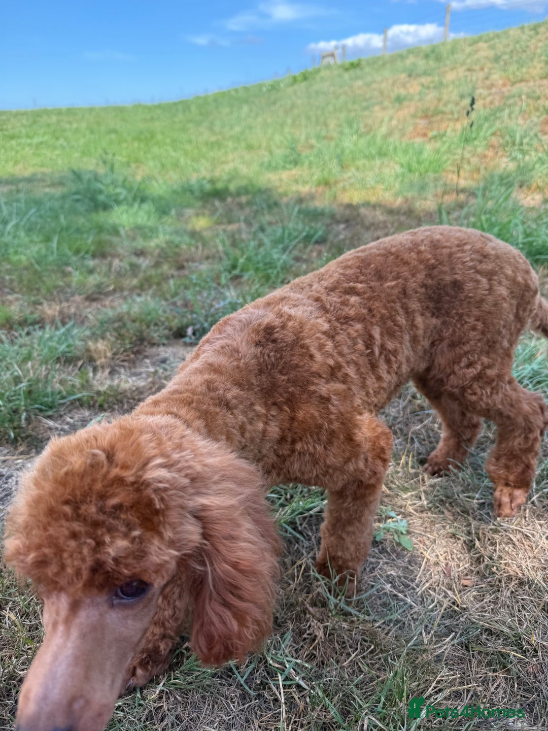 Toy Poodle dogs for sale: Toy Poodle male  - Image 3