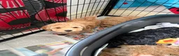 Poochon dogs for sale: Only 3 adorable girls left in Liverpool - Advert 3