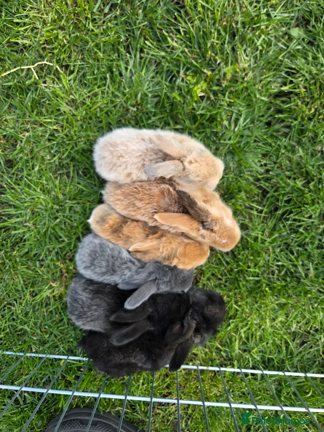 Continental Giant rabbits for sale: Continental Giant rabbit indoor Pet. - Advert 8