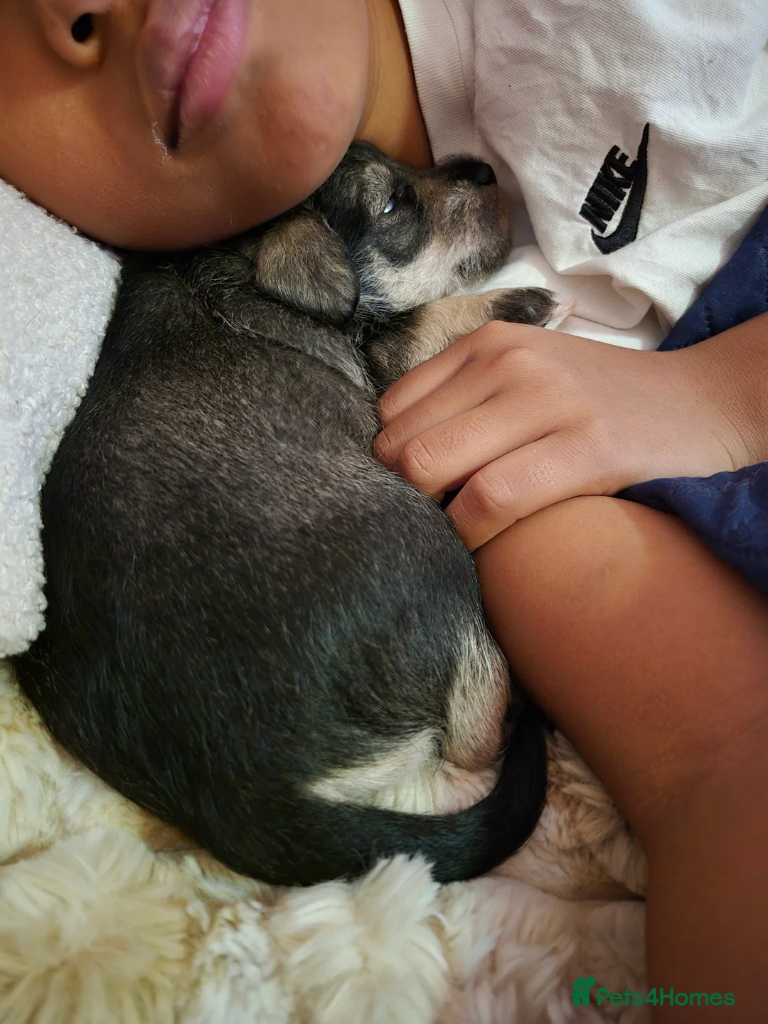 Miniature Schnauzer dogs for sale: Adorable Miniature Shnauzer ,SOLD - Advert 11