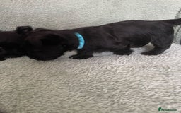 Scottish Terrier dogs for sale: Scottish Terrier puppies - Image 5