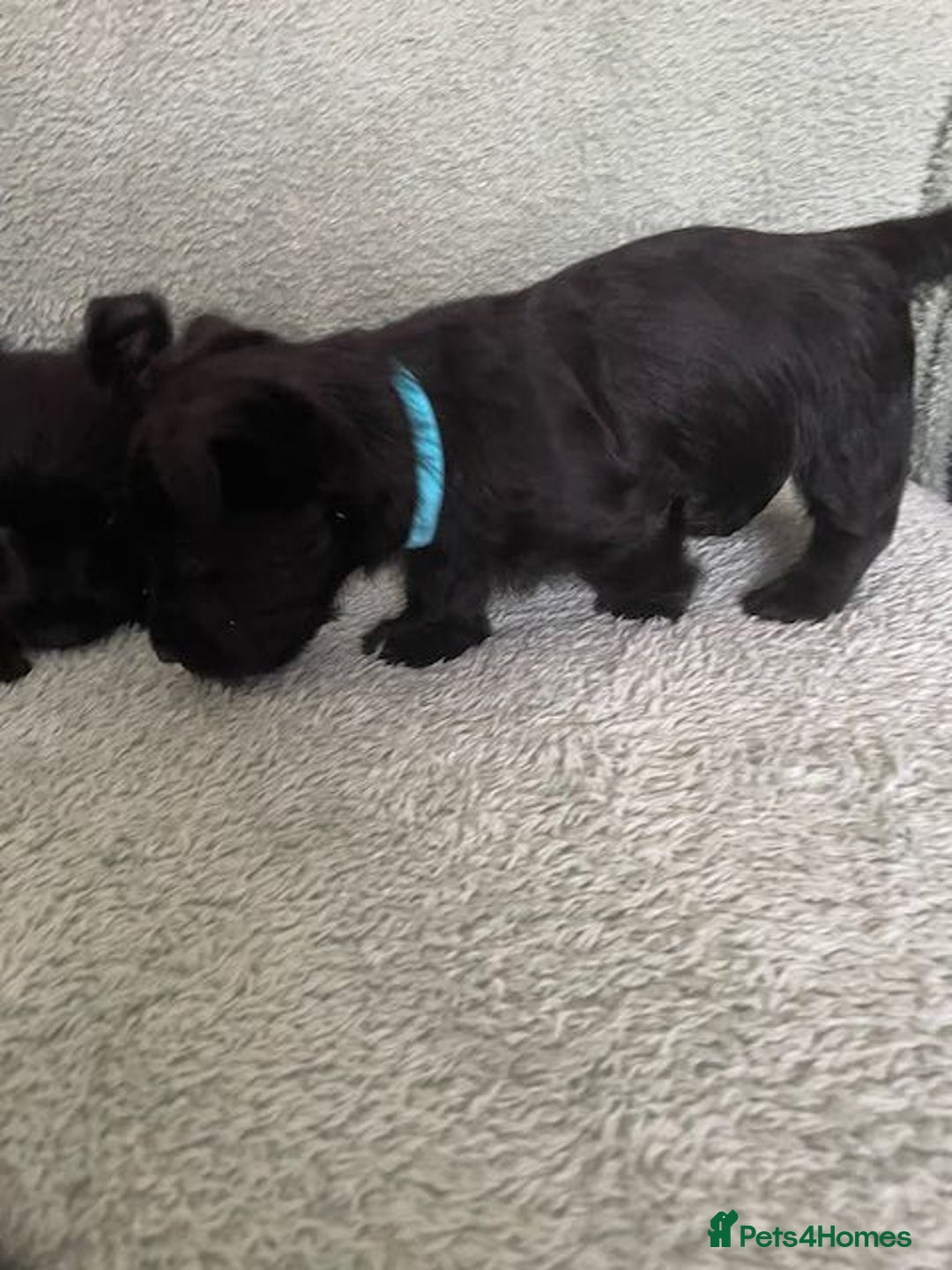 Scottish Terrier dogs for sale: Scottish Terrier puppies - Image 5
