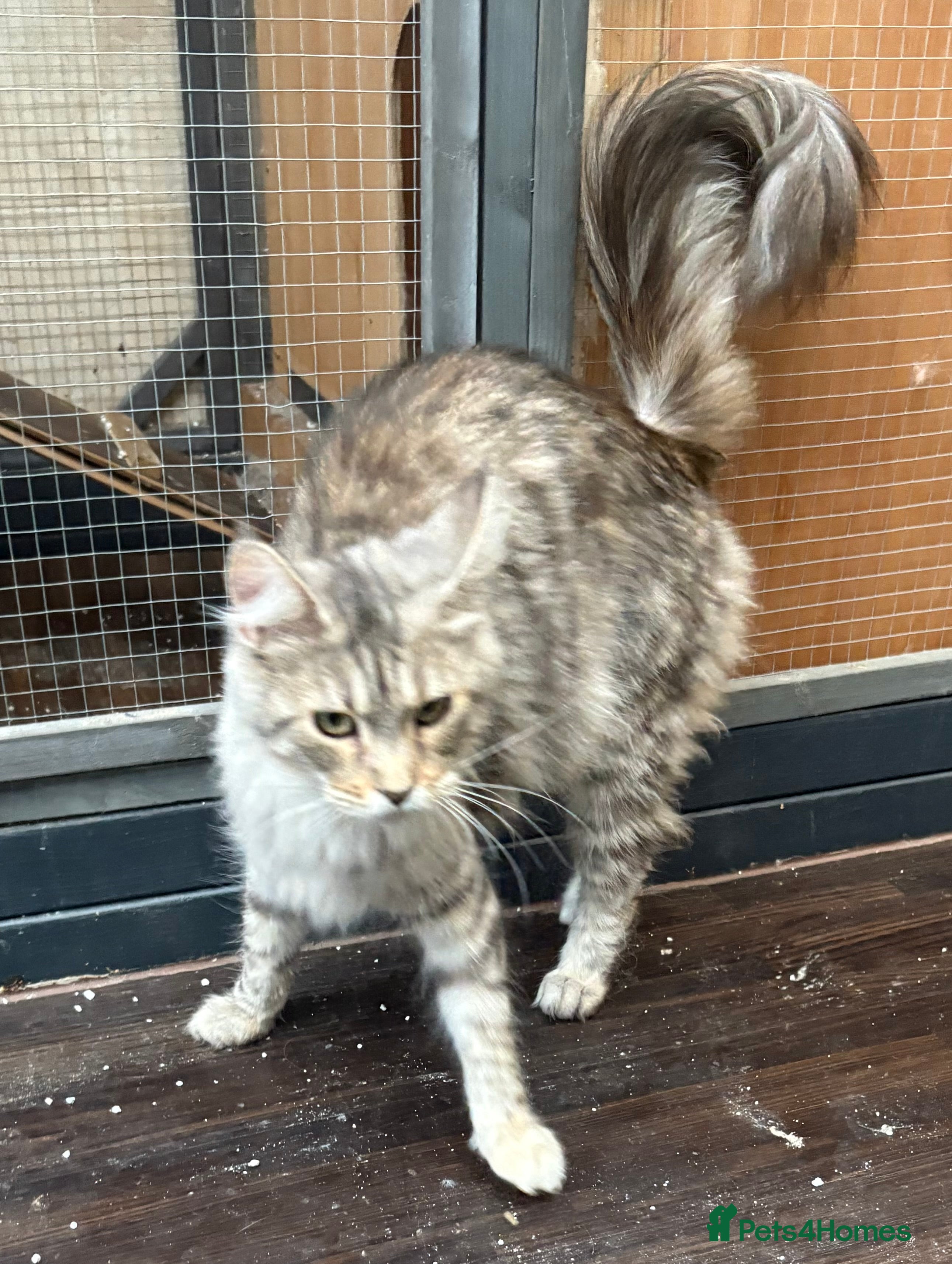 Maine Coon cats Maincoon 2 girls GCCF  registered 1 ACTIVE 1 not  - Advert 3
