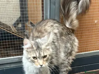 Maine Coon cats Maincoon 2 girls GCCF registered 1 ACTIVE 1 not - Advert 3