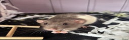 Rat rodents for sale: Dumbo Rats - Advert 4