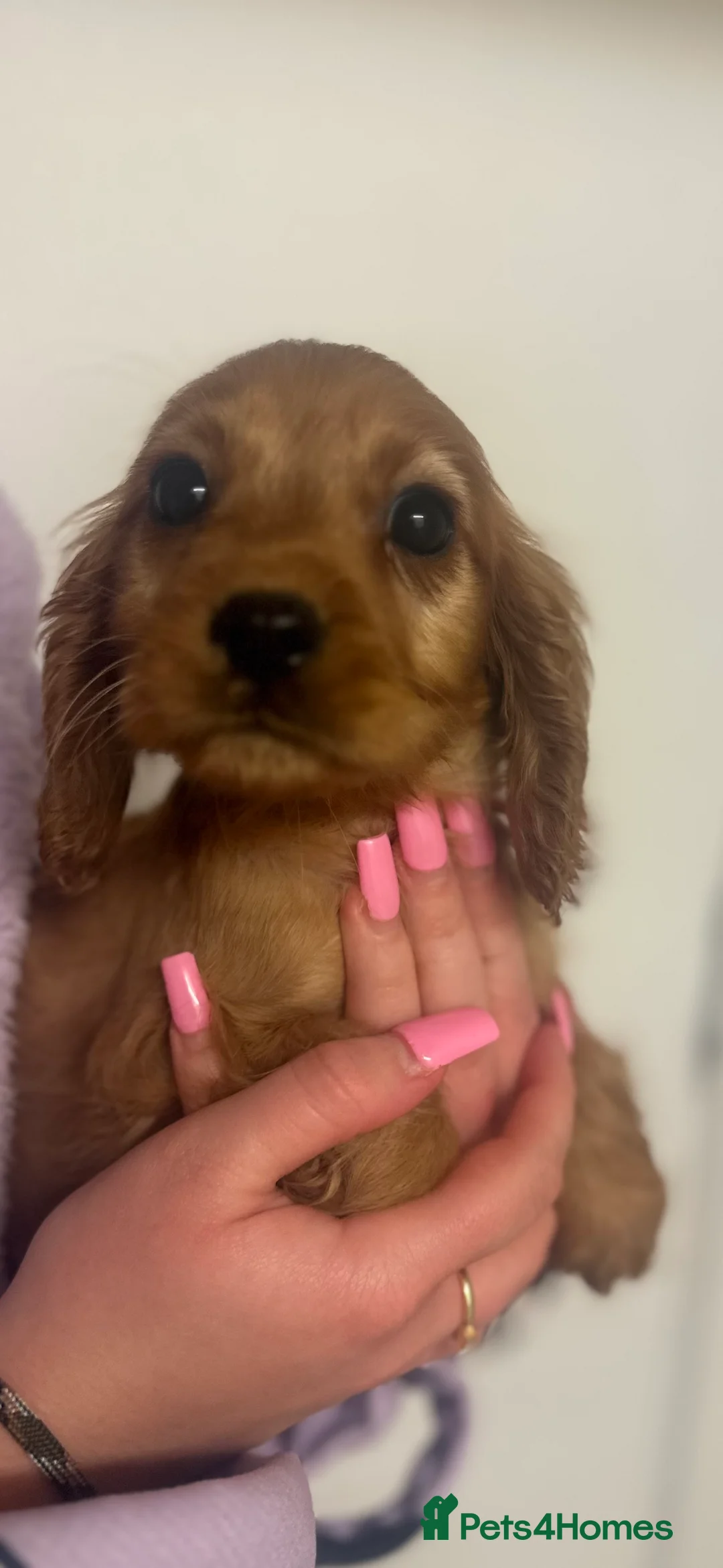 Cockalier dogs for sale: cockalier puppy’s  - Advert 4