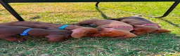 Miniature Dachshund dogs for sale: Stunning KC Miniature Dachshunds in Wednesbury - Advert 16