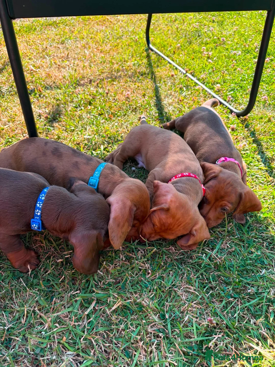 Miniature Dachshund dogs for sale: Stunning KC Miniature Dachshunds in Wednesbury - Advert 16