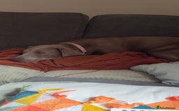 Labrador Retriever dogs for sale: Silver Labrador Retreiver - Advert 4