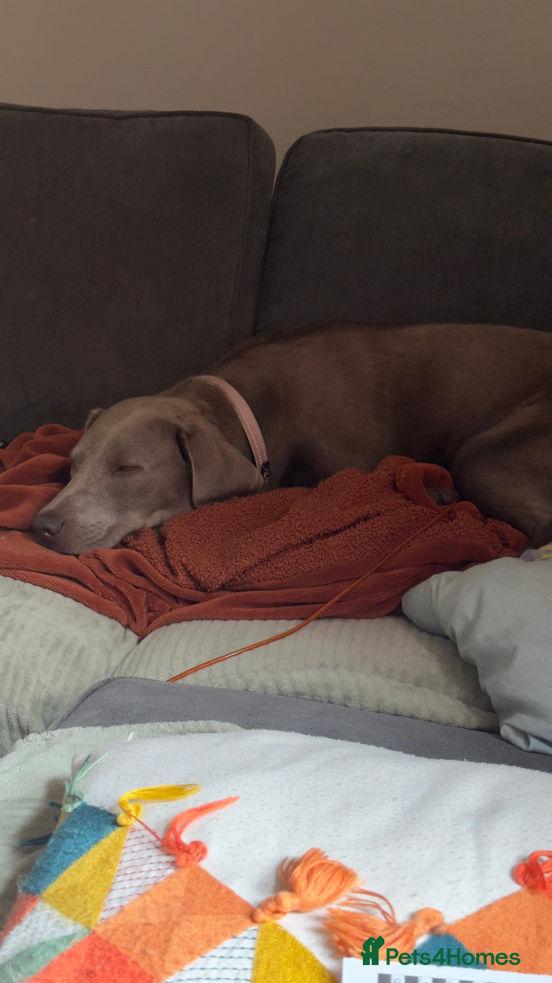 Labrador Retriever dogs for sale: Silver Labrador Retreiver - Advert 4