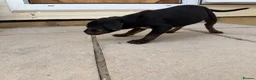 Mixed Breed dogs for sale: Puppies Ready to go the 31st - Advert 9