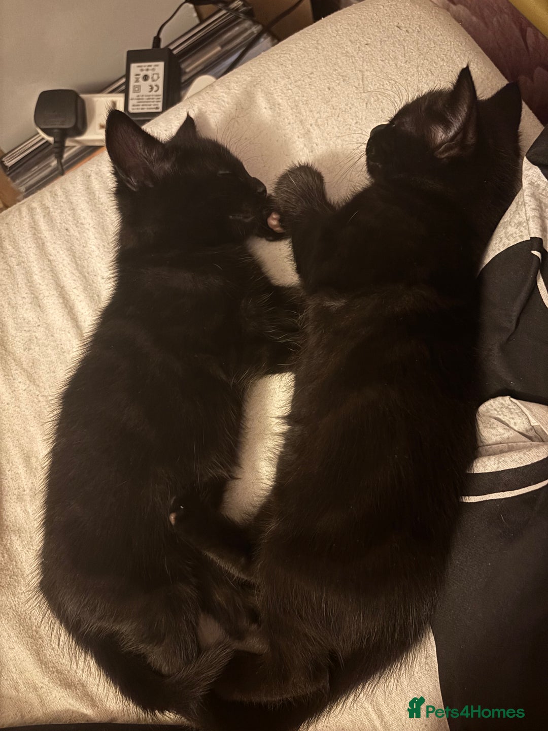 Mixed Breed cats for sale: Beautiful playful kittens - Image 13