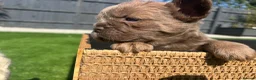 French Bulldog dogs for sale: Fluffy Frenchies  - Advert 32