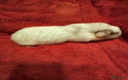 Guinea Pig rodents for sale: 2 boys looking for their forever home  - Advert 4