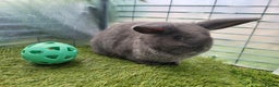 Mixed Breed rabbits for sale: Beautiful Rabbits - READY TO RESERVE - Advert 10
