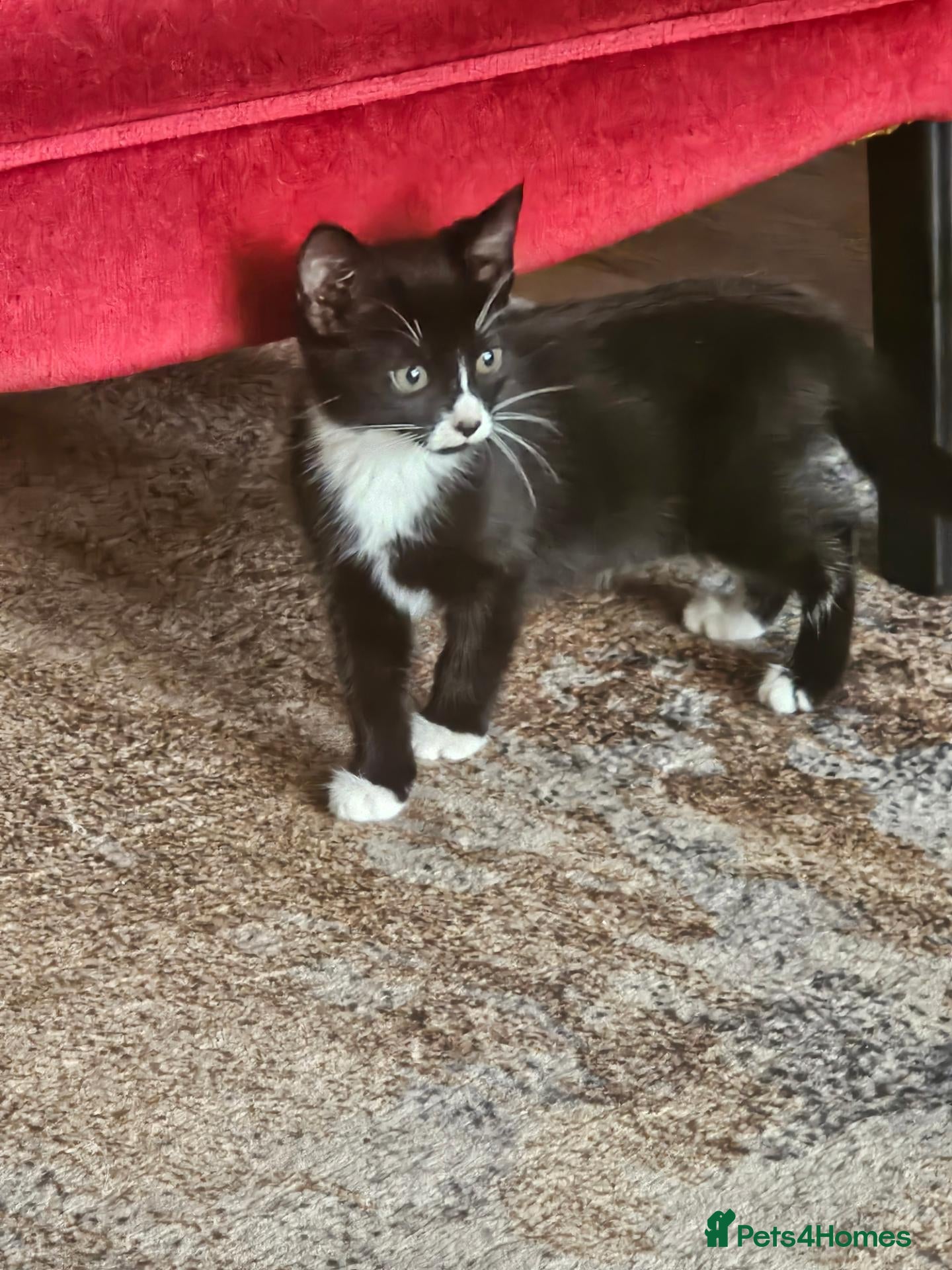 Mixed Breed cats Only 1 girl left 🐾 - Advert 1