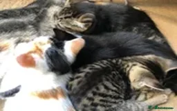 Mixed Breed cats for sale: 2 LEFT: Beautiful kittens in need of good homes - Image 5