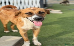 Mixed Breed dogs for adoption: Sweet Armin looking for LOvE - Image 6