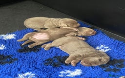 Labrador Retriever dogs for sale:  Ready for collection from today 🩶💚🩶   - Image 12