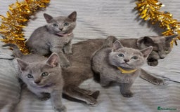 Russian Blue cats for sale: Stunning Russian Blue kittens-pure Pedigree - Image 4