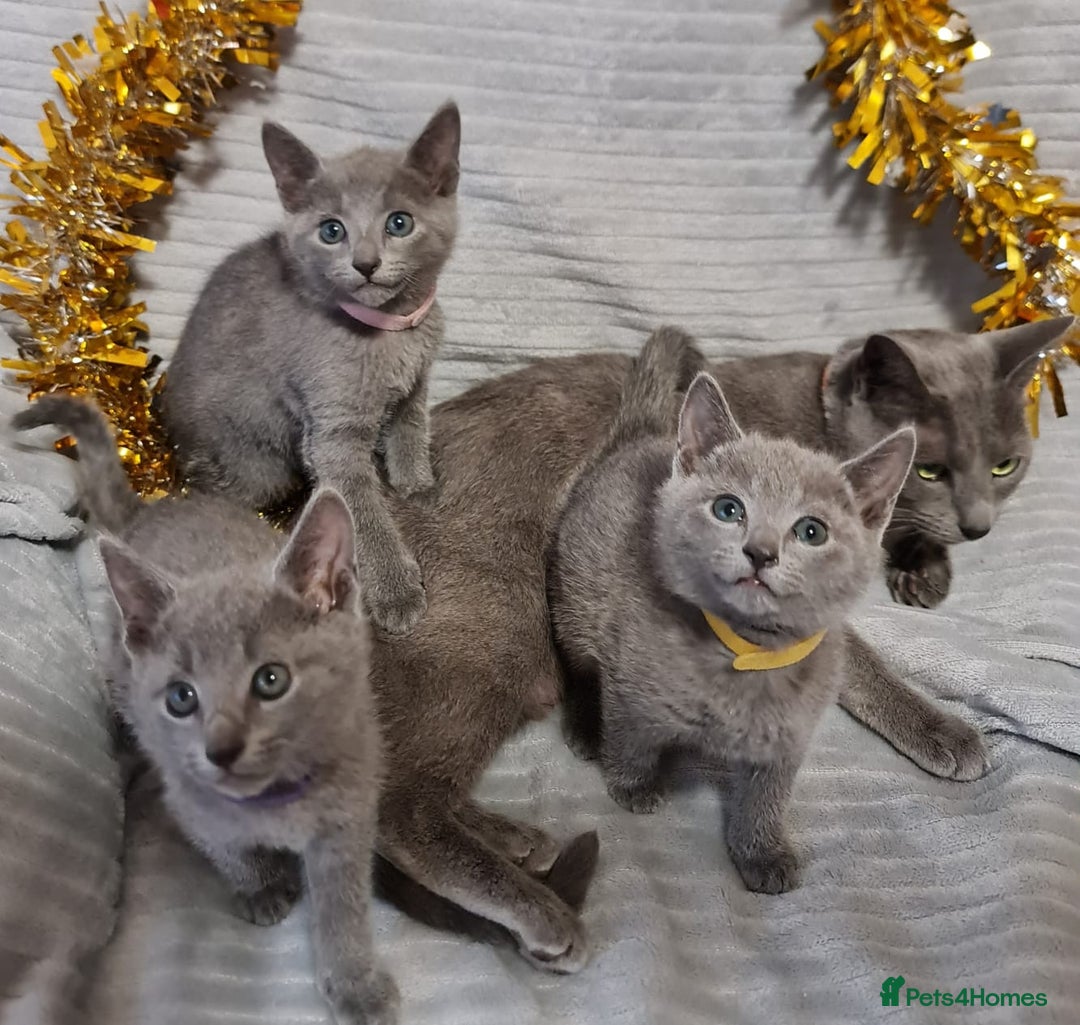 Russian Blue cats for sale: Stunning Russian Blue kittens-pure Pedigree - Image 4