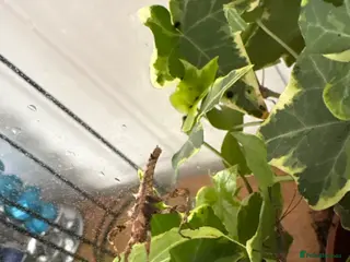 Stick Insects invertebrates ‘Sunny’ stick insects in Swindon - Advert 1