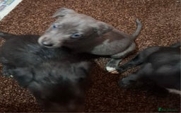 Mixed Breed dogs for sale: Bedlington Whippet puppies - Image 2