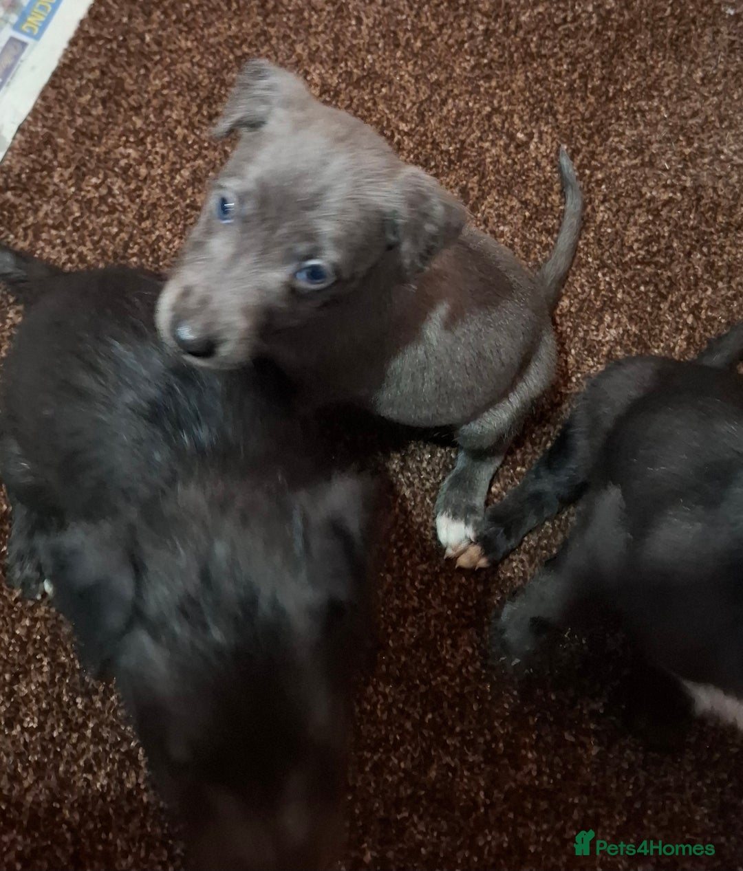 Mixed Breed dogs for sale: Bedlington Whippet puppies - Image 2