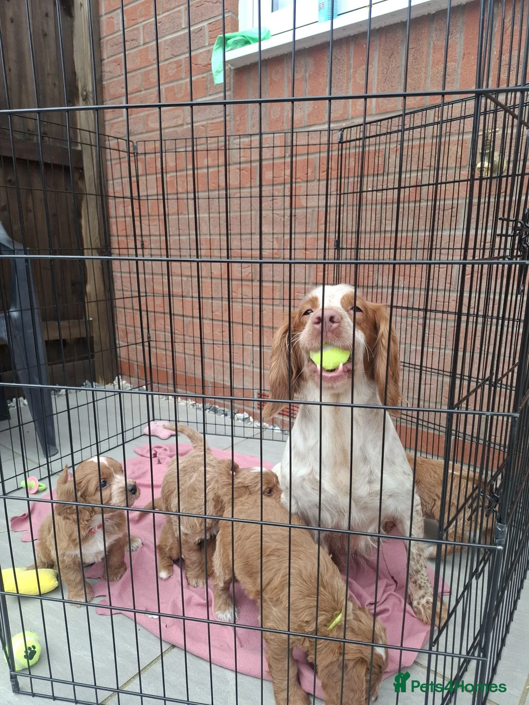 Cockapoo dogs for sale: F1 COCKAPOO PUPS - Advert 2