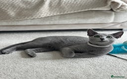 Russian Blue cats for sale: Pedigree Russian Blue Kitten - Girl - Image 3